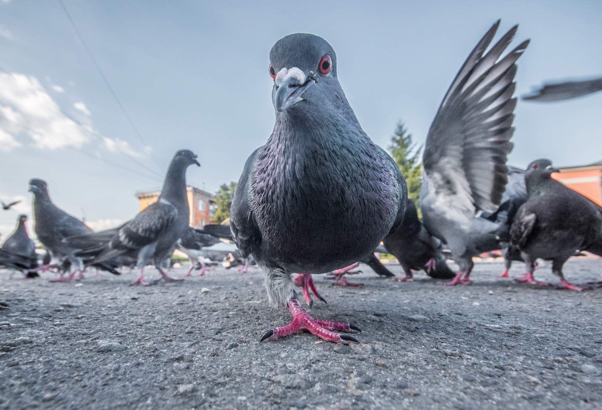 Pigeon sur le rebord d'un bâtiment, causant des salissures