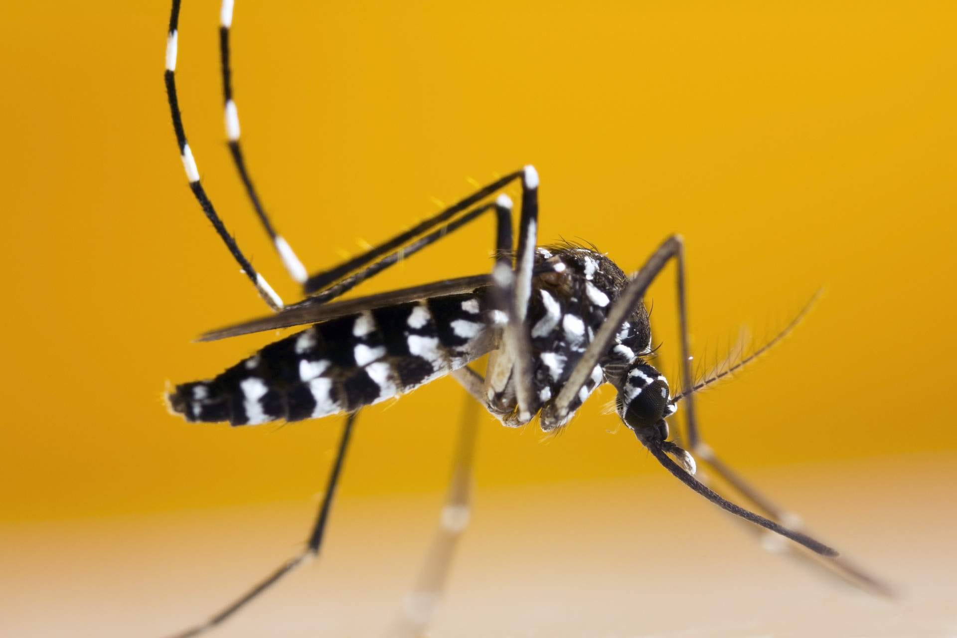 Moustique tigre, vecteur de maladies comme la dengue ou le Zika