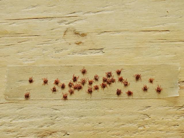 Extermination puces de parquet