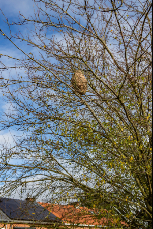 Nid de frelon asiatique en hauteur dans un arbre près des habitations à Lyon