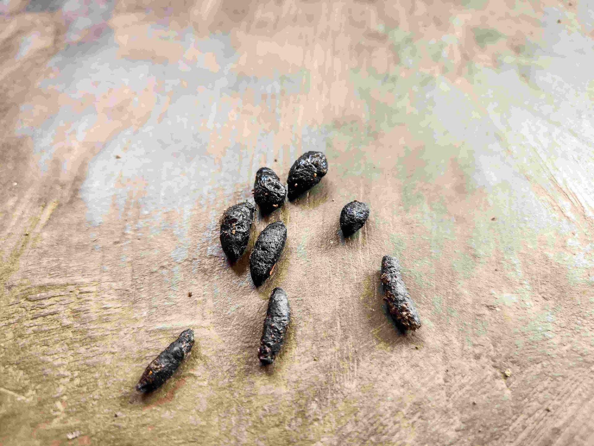 Crottes de rat : 1 à 2 cm, forme en fuseau aux extrémités pointues