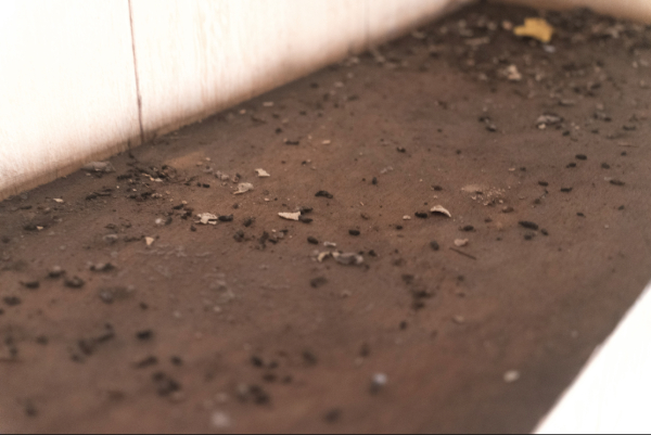 Crottes de souris : 3 à 6 mm, en grain de riz, dispersées