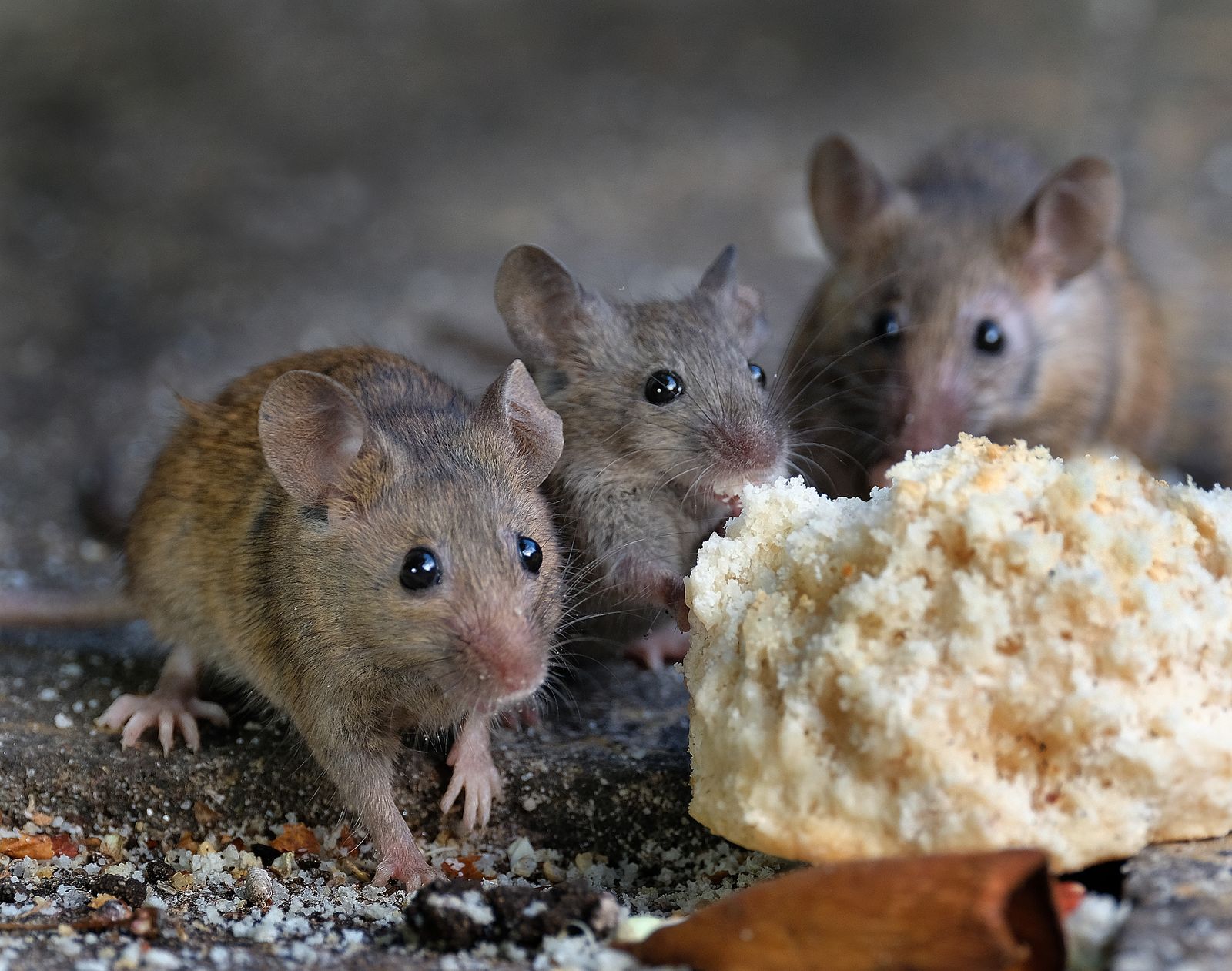 Trois souris domestiques se nourrissant de miettes de pain dans une cuisine