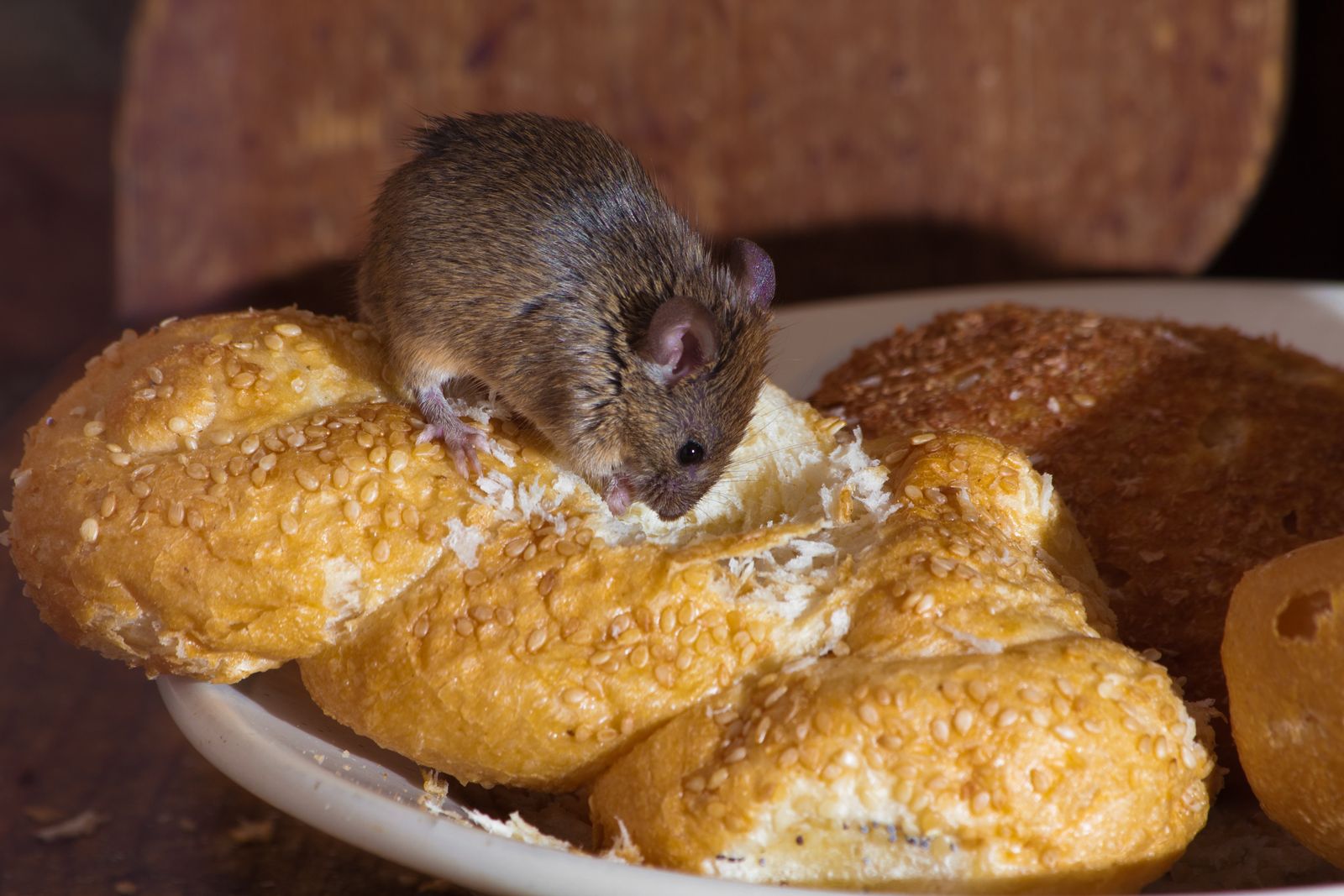 Souris sur une brioche dans un placard, contamination des denrées alimentaires
